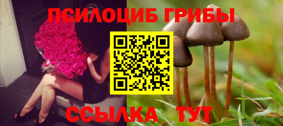 Галлюциногенные грибы Psilocybine cubensis Тосно